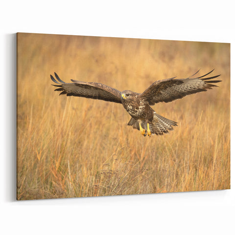 Majestic Hawk Wall Art - Stunning Birds of Prey in Flight Canvas Print