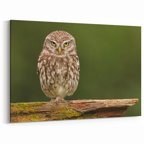 Charming Owl Wall Art - Majestic Birds of Prey in Nature Canvas Print