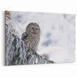 Serene Owl Wall Art - Majestic Birds of Prey in Winter Wonderland Canvas