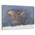 Graceful Owl in Winter - Majestic Birds of Prey Wall Art Photography
