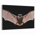 Majestic Bat Wildlife Art - Stunning Night Bat Photography Wall Decor