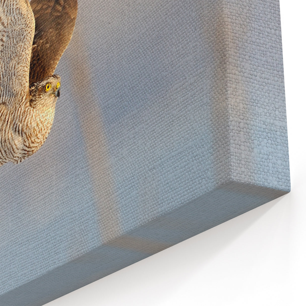 Elegant Hawk in Flight - Stunning Birds of Prey Wall Art Photography