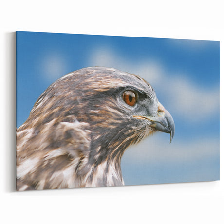 Intense Gaze of a Hawk - Close-Up Birds of Prey Wall Art Photography
