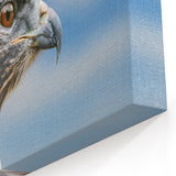 Intense Gaze of a Hawk - Close-Up Birds of Prey Wall Art Photography