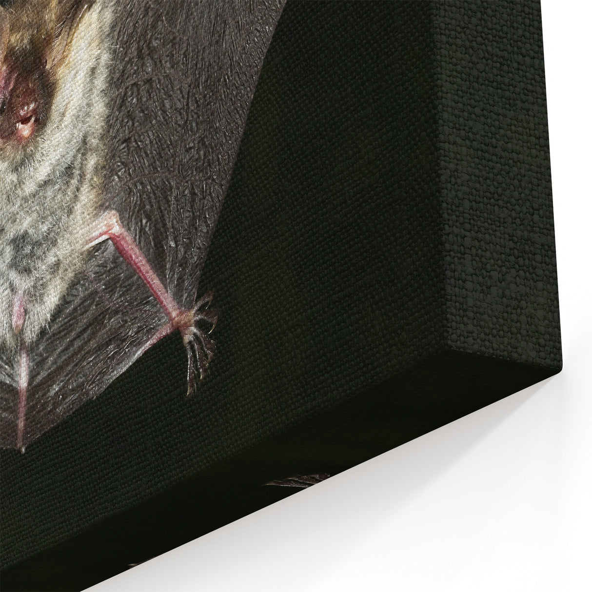 Majestic Bat Close-Up - Stunning Wildlife Photography Wall Art Decor