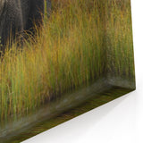 Graceful Brown Bear in the Wild - Elegant Wildlife Photography Canvas Art