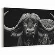 Buffalo Wall Art – Striking Black and White Bison Photography