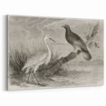 Vintage Crane Wall Art - Classic Engraving of Crane and Bird Canvas