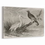 Vintage Crane Wall Art - Classic Engraving of Crane and Bird Canvas