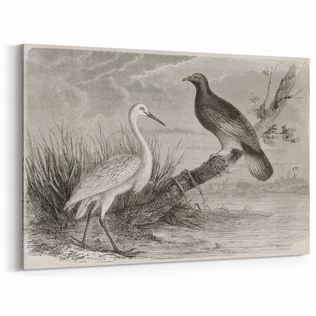 Vintage Crane Wall Art - Classic Engraving of Crane and Bird Canvas