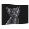 Cute Bulldog Puppy Art - Black and White Modern Canvas Decor