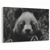 Serene Black and White Panda Canvas Print - Panda Photography