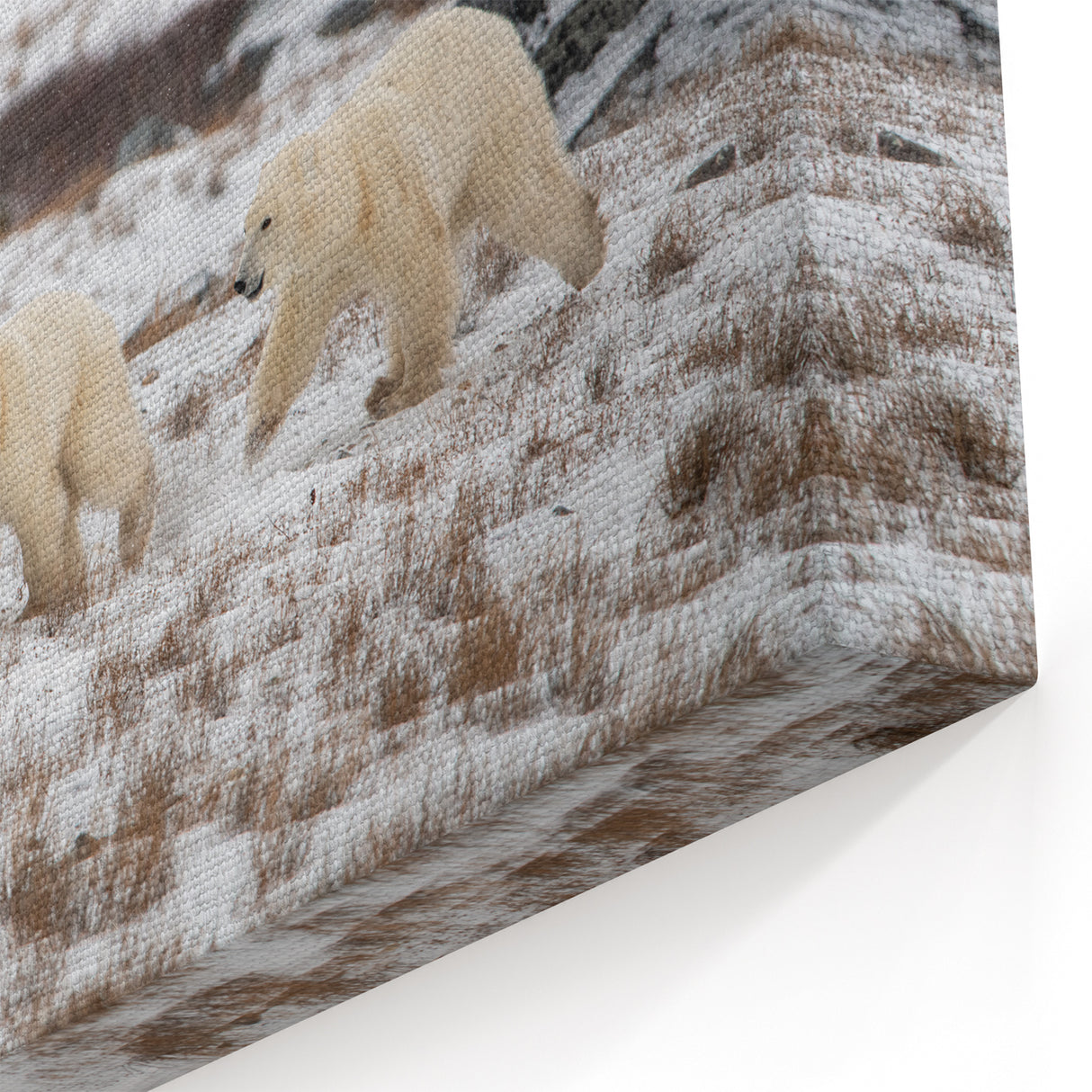 Majestic Polar Bear Trio - Wildlife Arctic Animal Canvas Art
