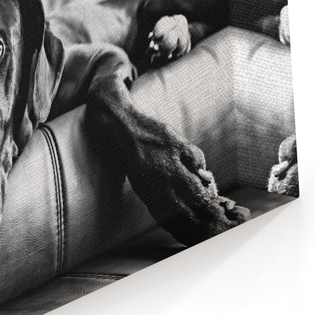Captivating Dog Art Prints - Dog Wall Decor for Animal Lovers