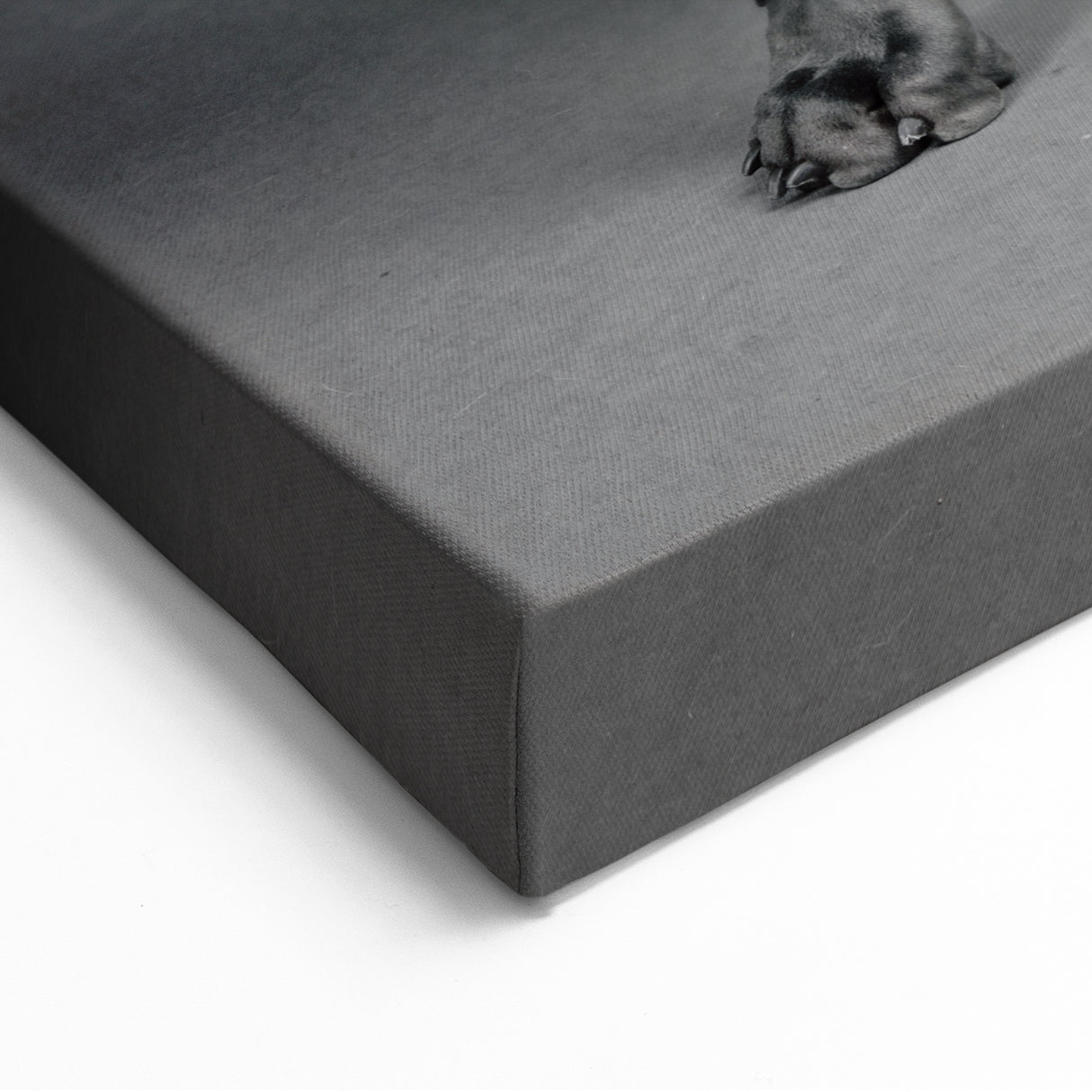 Regal Great Dane Art Prints - Dog Wall Decor for Modern Homes