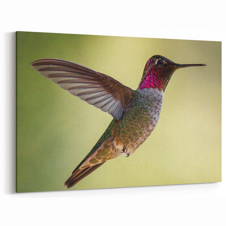 Vibrant Hummingbird Wall Art - Colorful Hummingbird Decor & Print