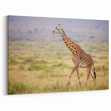 Serene Giraffe in Savannah Wall Art - Canvas, Framed & Acrylic Prints