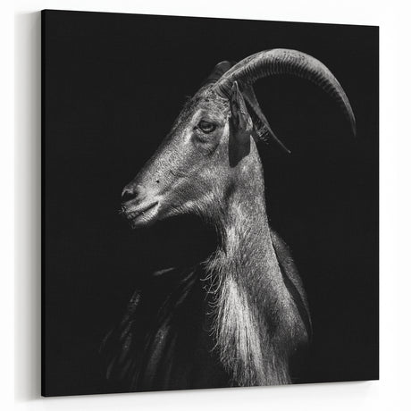 Dramatic Goat Portrait Wall Art - Bold Canvas, Framed & Acrylic Prints