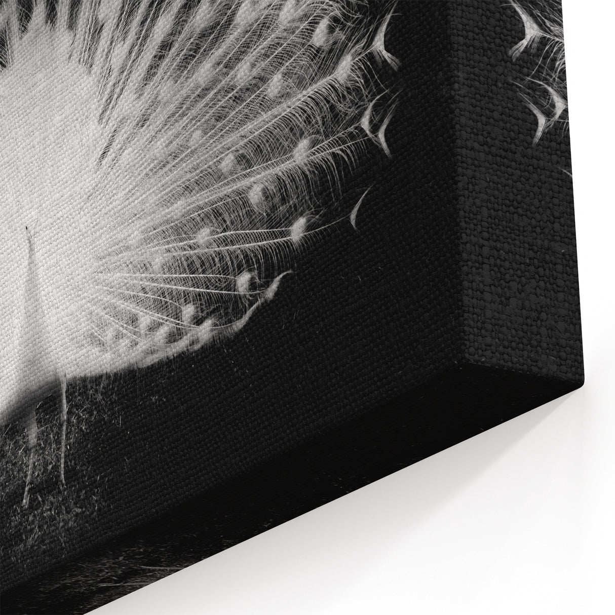 Elegant White Peacock Wall Art - Stunning Black & White Canvas Print