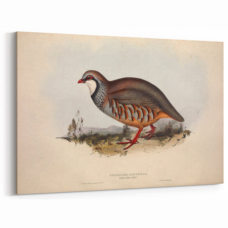 Red-Legged Partridge Wall Art - Classic Wildlife Canvas & Print Decor