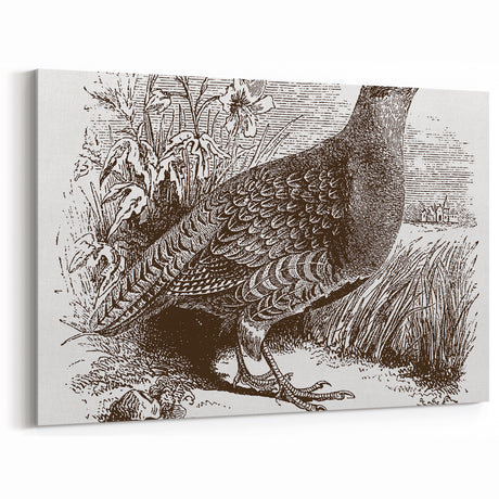 Vintage Partridge Engraving - Classic Wildlife Canvas & Print Decor
