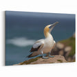 Majestic Seabird on Cliff - Coastal Birds Canvas Art & Ocean Decor