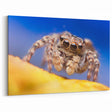 Vivid Spider Wall Art - Arachnid Design on Canvas & Acrylic Glass