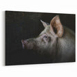 Pig Wall Art - Rustic Farm Animal Print on Canvas, Framed, or Acrylic Glass