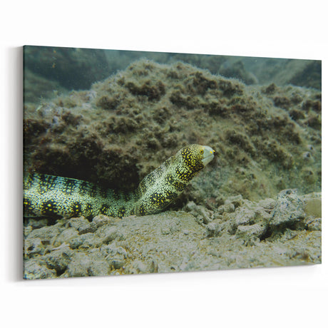 Vibrant Eel Wall Art - Underwater Marine Life Canvas & Framed Prints