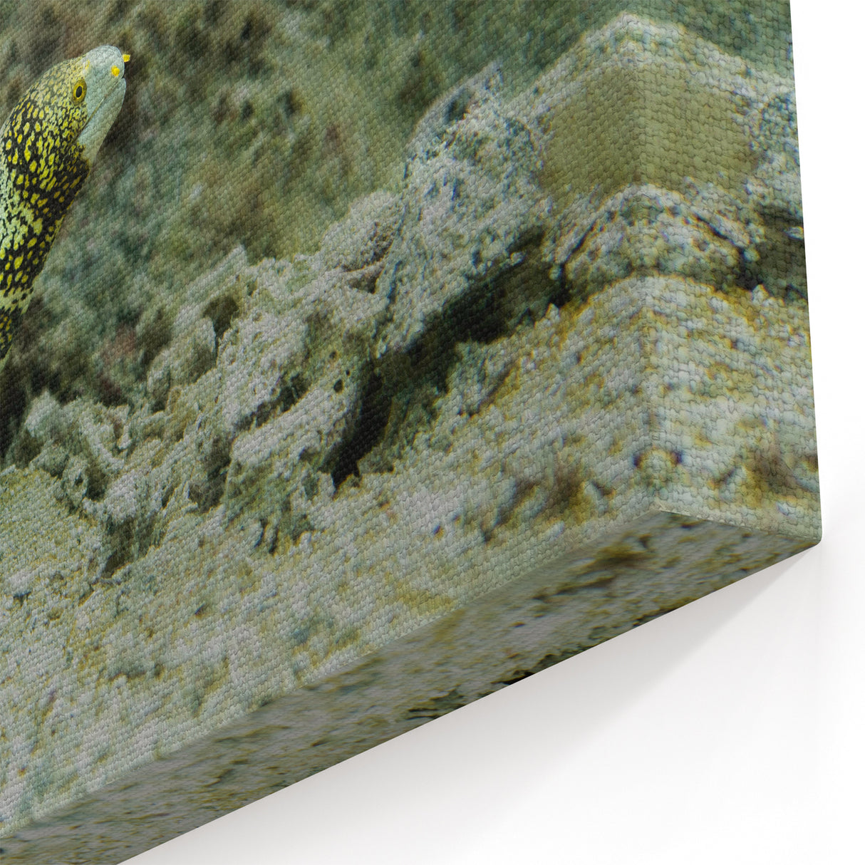 Vibrant Eel Wall Art - Underwater Marine Life Canvas & Framed Prints
