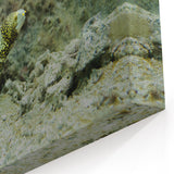Vibrant Eel Wall Art - Underwater Marine Life Canvas & Framed Prints