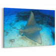 Elegant Ray Wall Art - Stunning Marine Life Canvas & Framed Prints