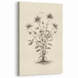 Vintage Botanical Art - Wildflower Ink Sketch Canvas Print