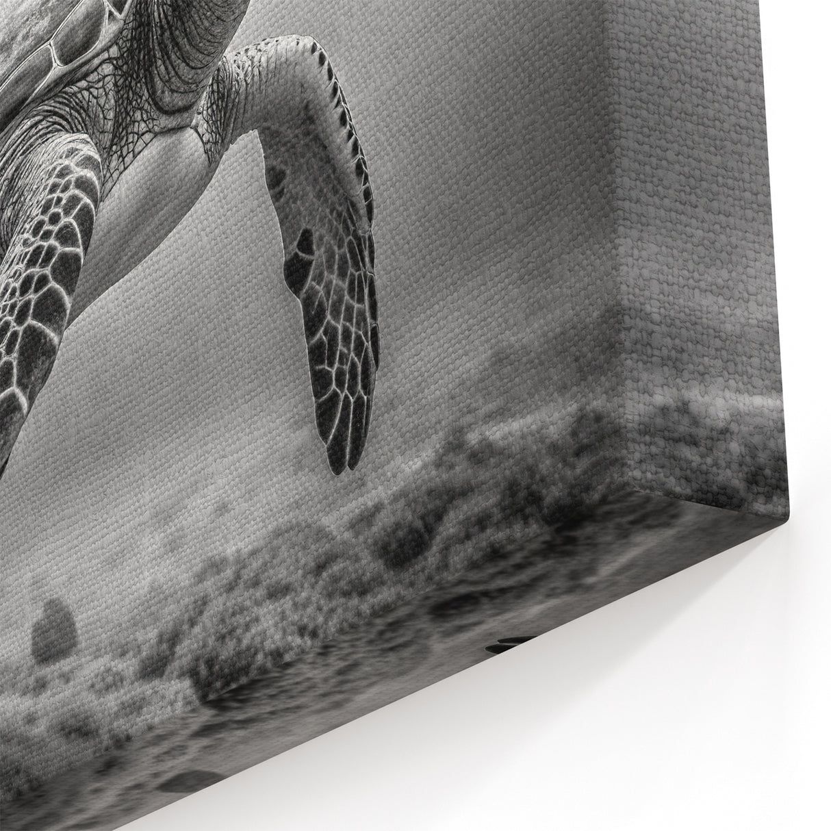 Black & White Turtle Art – Underwater Marine Life Monochrome Decor
