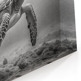 Black & White Turtle Art – Underwater Marine Life Monochrome Decor