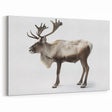 Elegant Elk Framed Art - Stunning Wildlife Canvas & Acrylic Prints