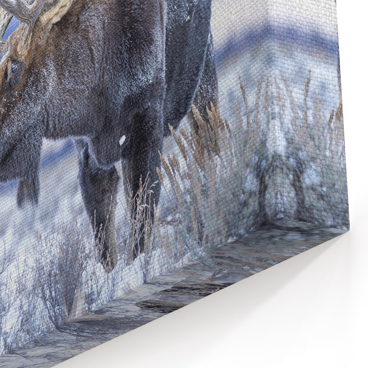 Winter Moose in Snow - Stunning Wildlife Canvas & Framed Art Print