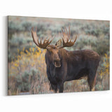 Wild Moose in Natural Habitat - Rustic Wildlife Canvas & Framed Art