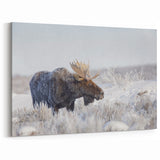 Winter Moose in Frosty Landscape - Scenic Wildlife Canvas & Art Print
