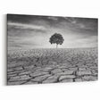 Solitary Tree in Desert - Striking Black and White Desert Wall Art