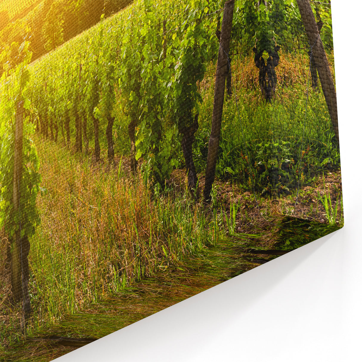 Sunlit Vineyard Landscape - Beautiful Nature Canvas Wall Art