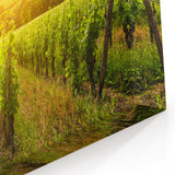 Sunlit Vineyard Landscape - Beautiful Nature Canvas Wall Art