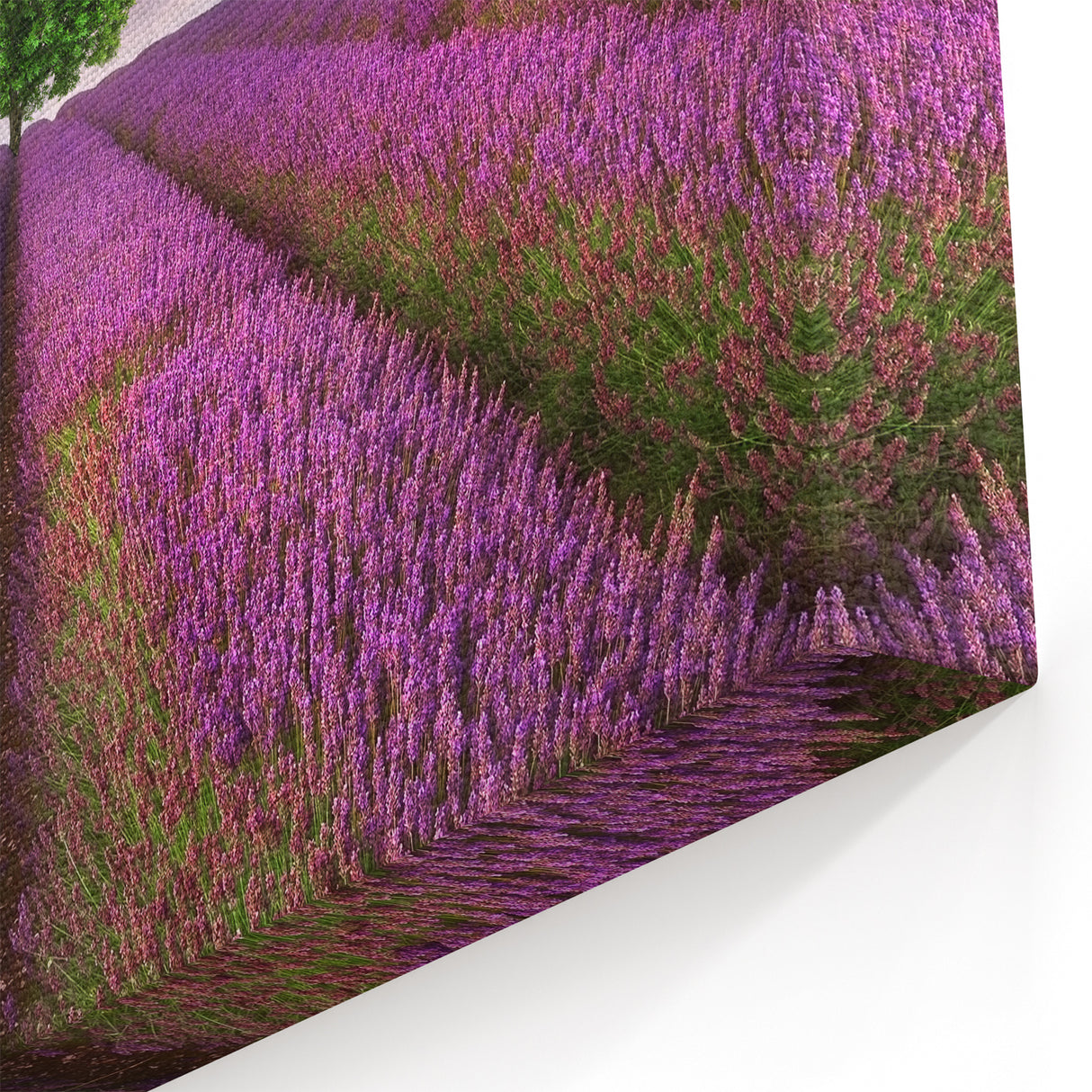 Serene Fields Art Print - Lavender Fields and Lone Tree at Sunset