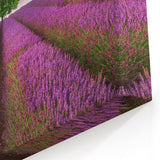 Serene Fields Art Print - Lavender Fields and Lone Tree at Sunset