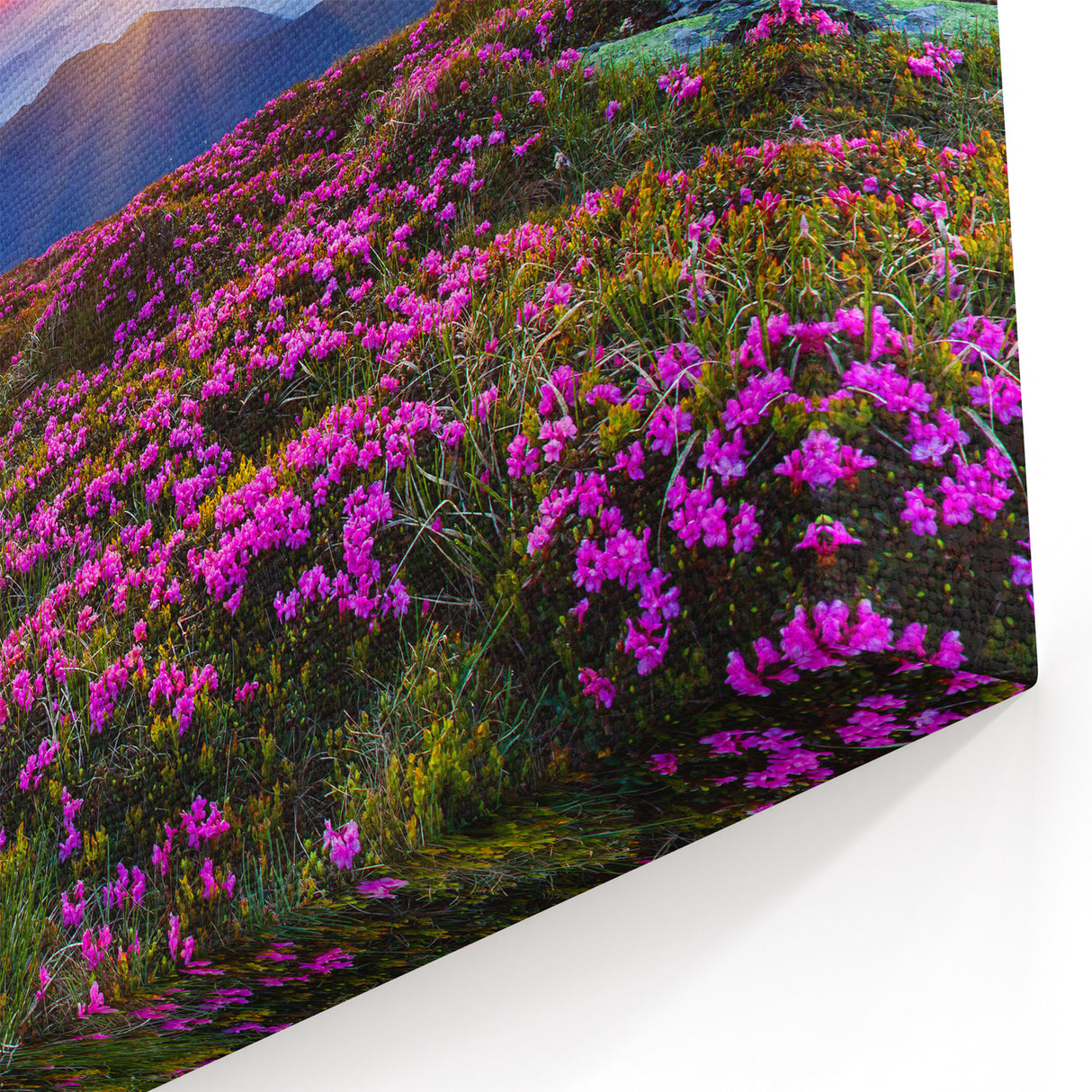 Fields Panorama Wall Decor - Vibrant Sunset Over Mountain Blooms