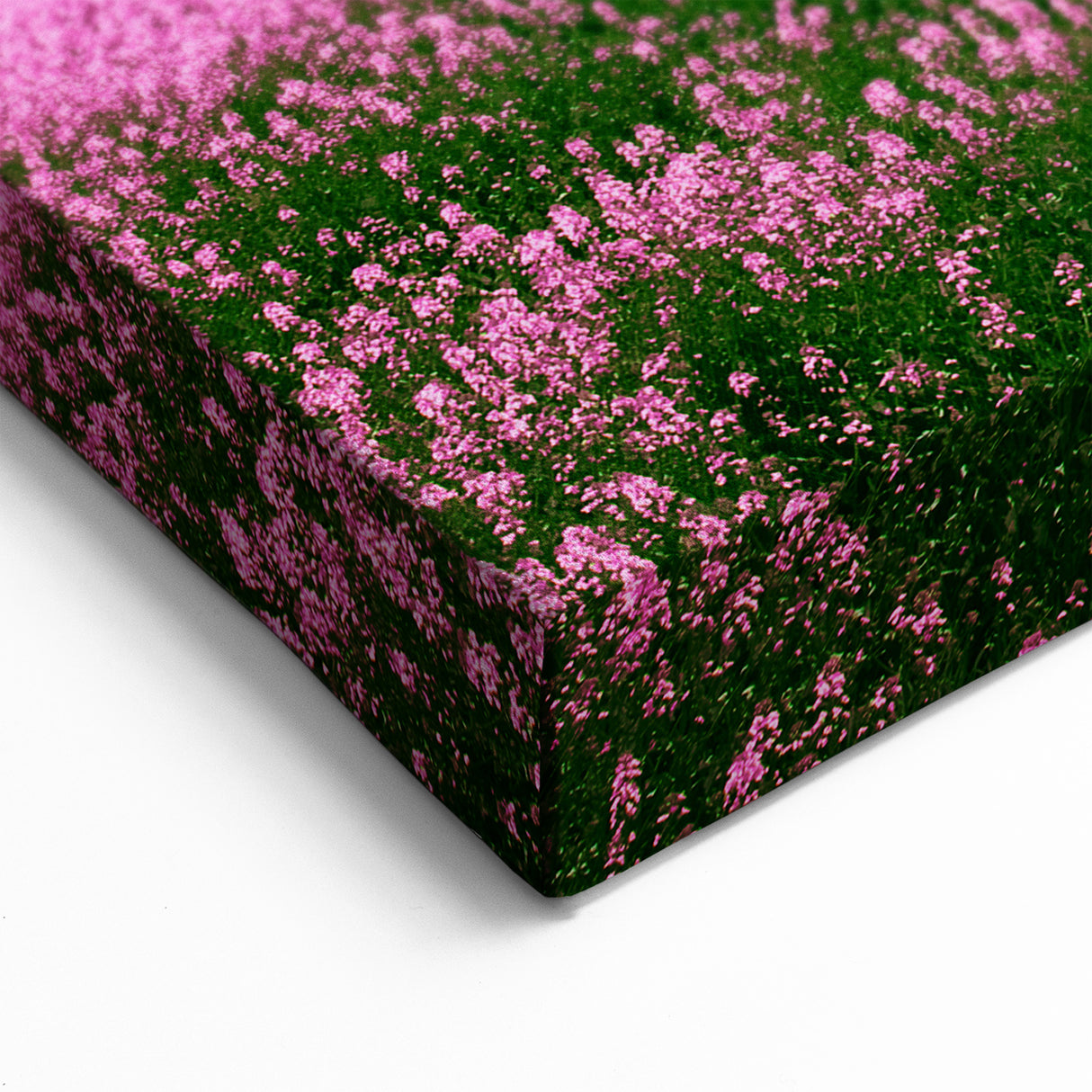 Rolling Fields Canvas Art - Pink Flower Field Under Bright Blue Sky