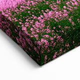 Rolling Fields Canvas Art - Pink Flower Field Under Bright Blue Sky
