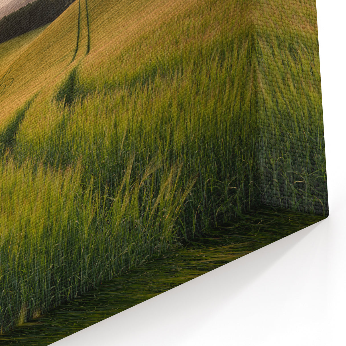 Fields Landscape Acrylic Prints - Golden Wheat Fields at Sunrise