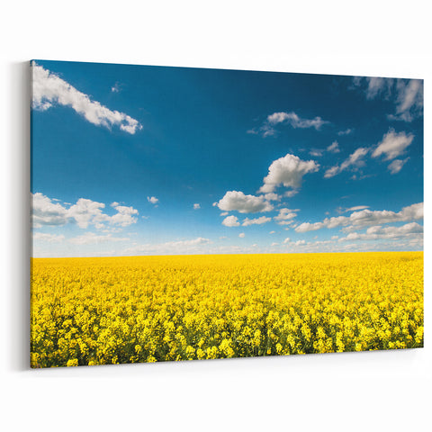 Field Landscape Wall Art - Golden Yellow Fields Under Vibrant Blue Sky