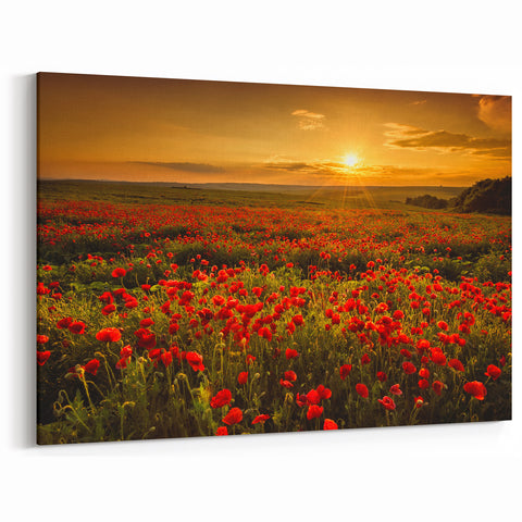 Fields Landscape Acrylic Prints - Golden Sunset Over Red Poppy Fields